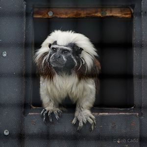 Cotton-top tamarin : Hamerton : 05 Sep 2014