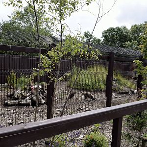 Bat eared fox enclosure-06/07/2014