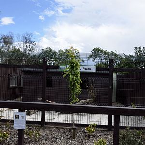Fennec fox enclosure-06/07/2014