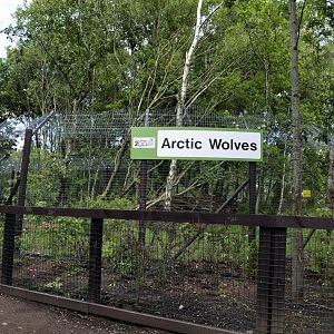 Arctic Wolf enclosure-06/07/2014