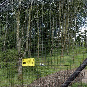 Arctic Wolf enclosure-06/07/2014