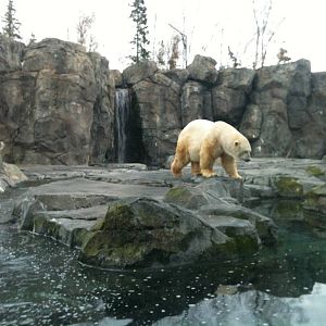 Polar Bear