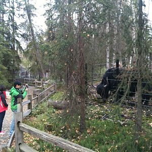 Tibetan Yak and Guests