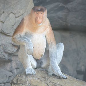Proboscis monkey