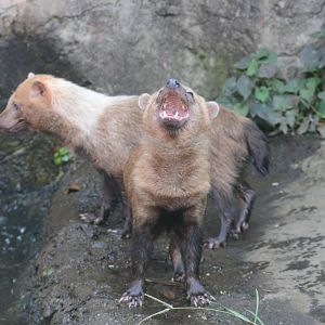 Bush dogs