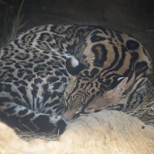 Ocelot