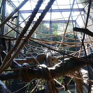 Grey woolly monkey exhibit
