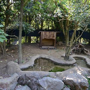 Capybara exhibit