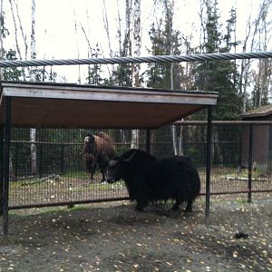 Bactrian Camel and Tibetan Yak
