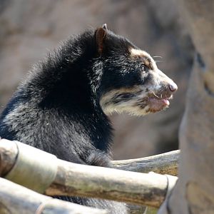 Spectacled bear
