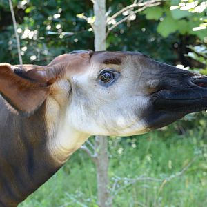 Okapi