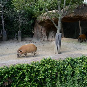 Red river hog exhibit