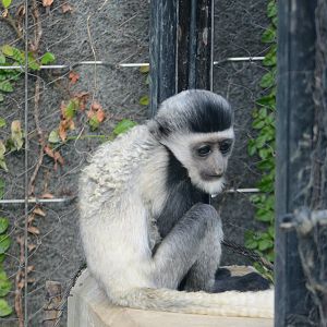 Colobus monkey