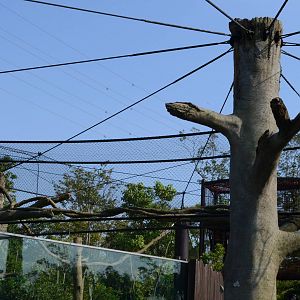Overhead bridge between two colobus enclosures