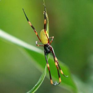 Golden Orb Web Spider