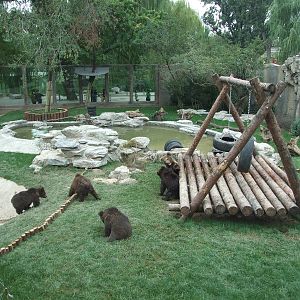 New brown bear exhibit