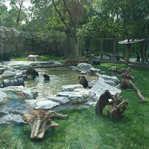 New brown bear exhibit