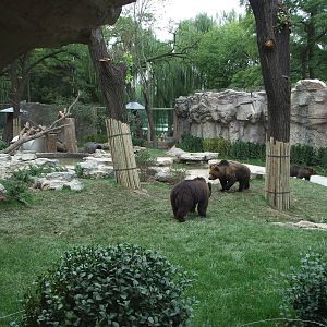New brown bear exhibit