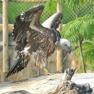 Jul. 2014 - Africa - Ruppell's Vulture