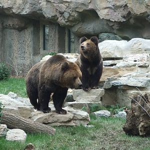 Brown bears