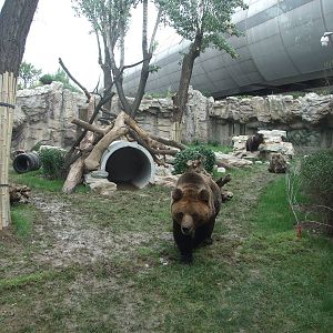 New brown bear exhibit