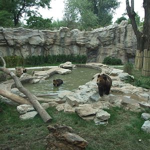 New brown bear exhibit