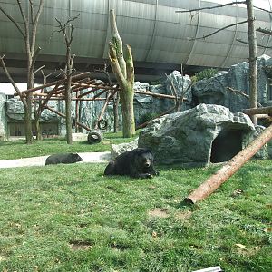 New Asiatic black bear exhibit