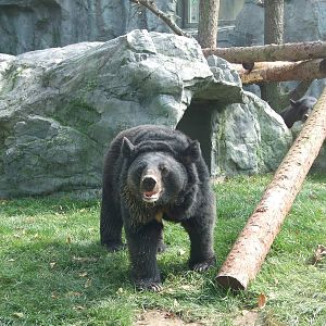 Asiatic black bear