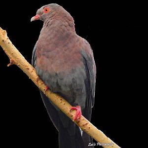 Jun. 2014 - Wings of the World - Peruvian Pigeon