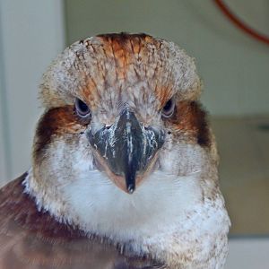 Aug. 2014 - Veterinarian Building - Laughing Kookaburra