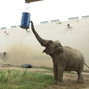Elephant enrichment