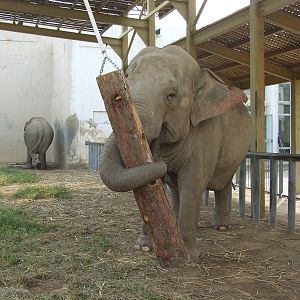 Elephant enrichment