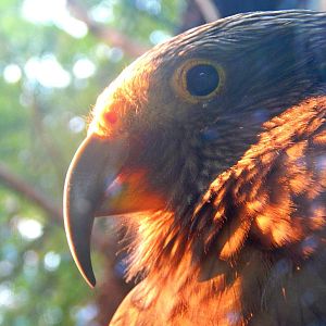Aug. 2014 - Kea Encounter - Kea
