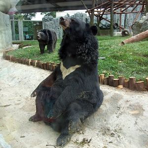 Moon bear (Asiatic black bear)