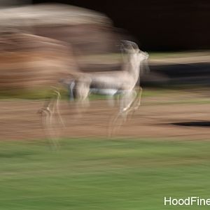 spekes gazelle pronking