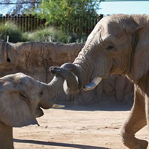 father and son sparring