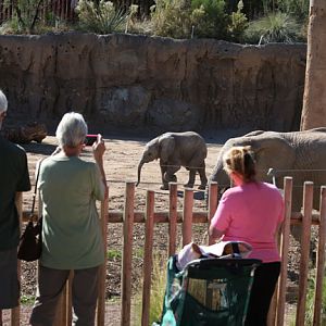 visitors watching baby elephant