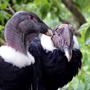 Aug. 2014 - Eagle Eyrie - Andean Condors