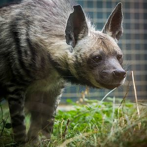 Striped hyena : Twycross : 19 Sep 2014