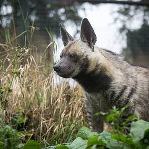 Striped hyena : Twycross : 19 Sep 2014