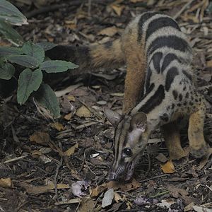 Owston's palm civet feeding (2)