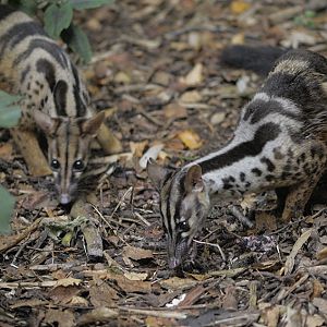 Owston's palm civets feeding