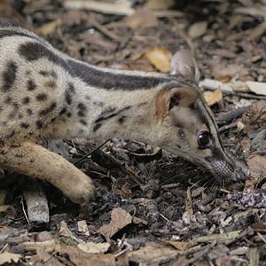Owston's palm civet feeding (4)