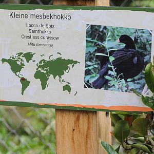 Sign Crestless curassow
