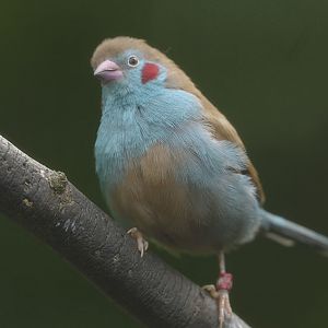 Red-cheeked cordon bleu
