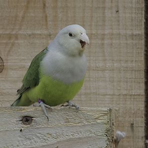 Madagascar lovebird