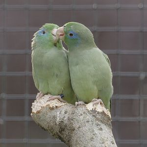 Spectacled parrotlets