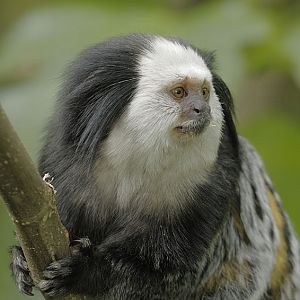 Geoffroy's marmoset