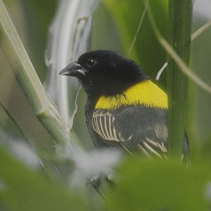 Yellow-mantled widowbird