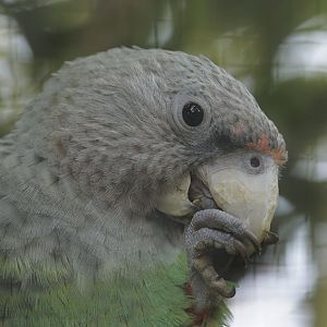 Suaheli cape parrot